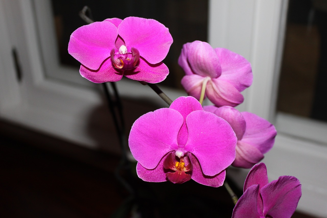 orquidea flower orchid free photo