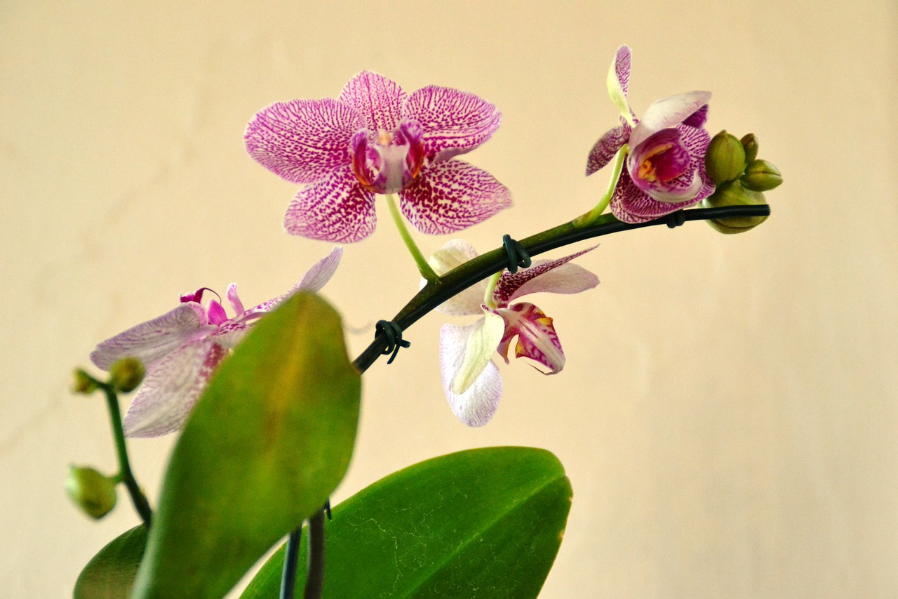 orquidea  flower  nature free photo