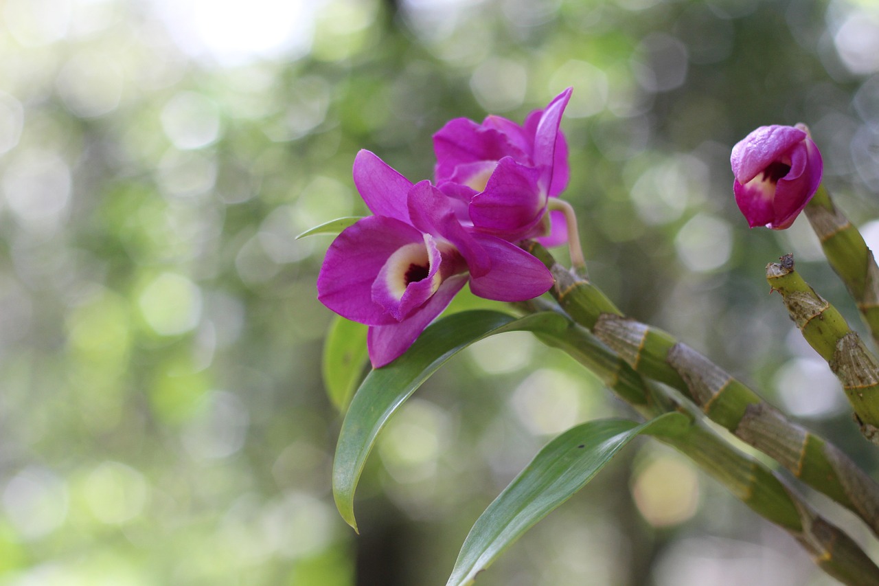 orquidea purple bokeh free photo
