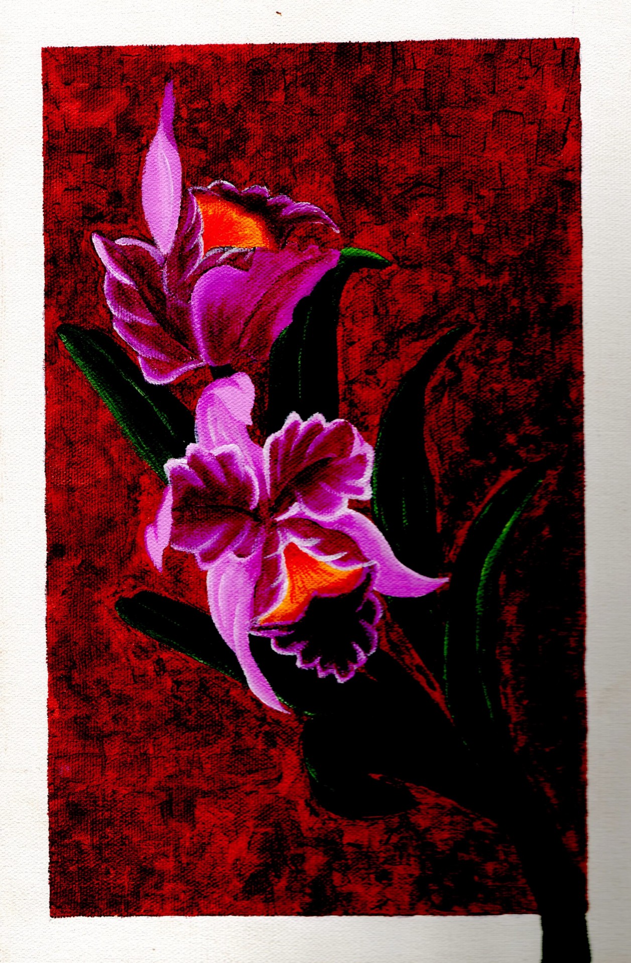 orchid flower magenta free photo