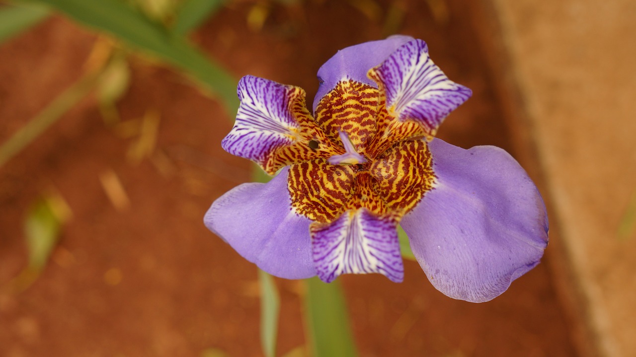 orquideas flower purple free photo