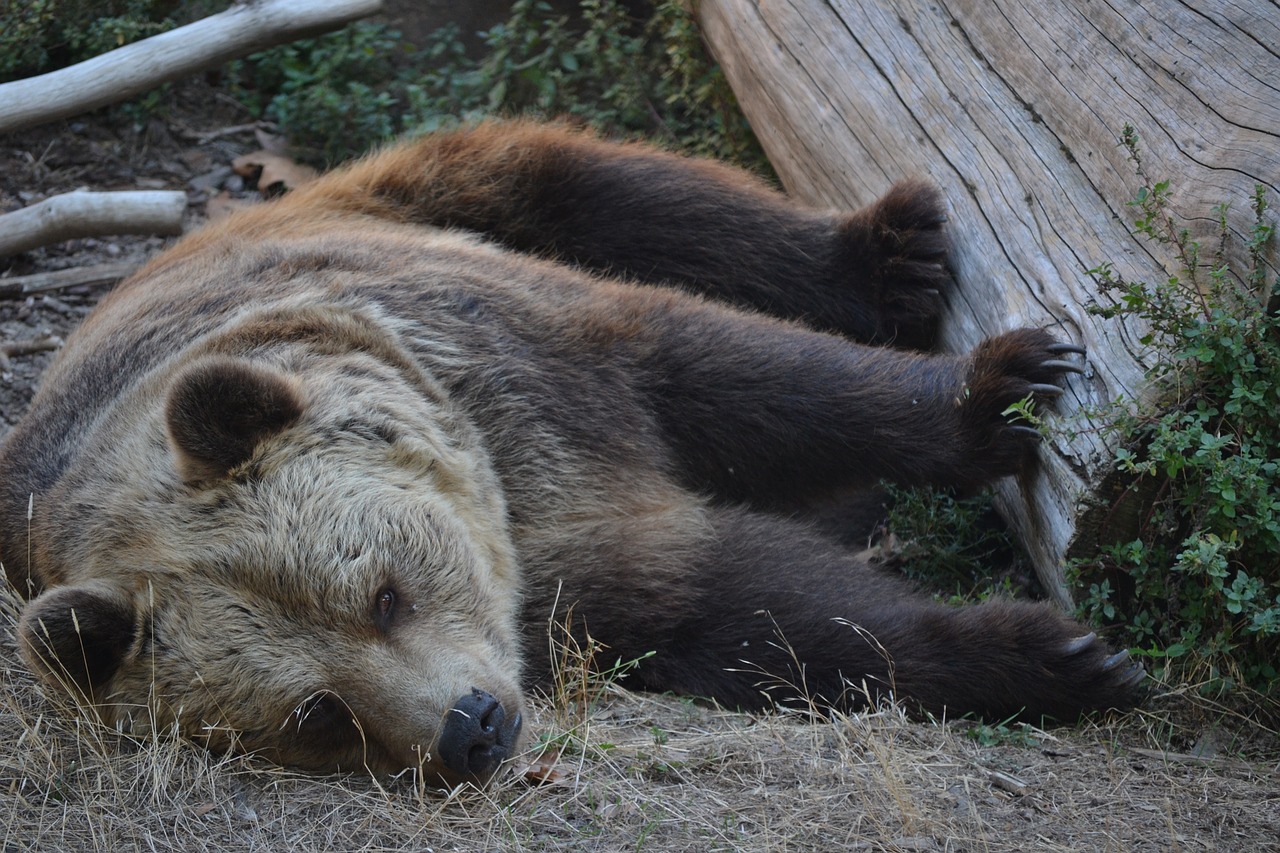 orso zoo sleep free photo