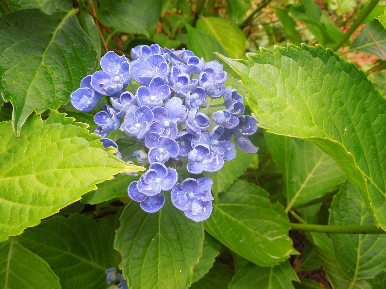 ortensia flowers nature free photo