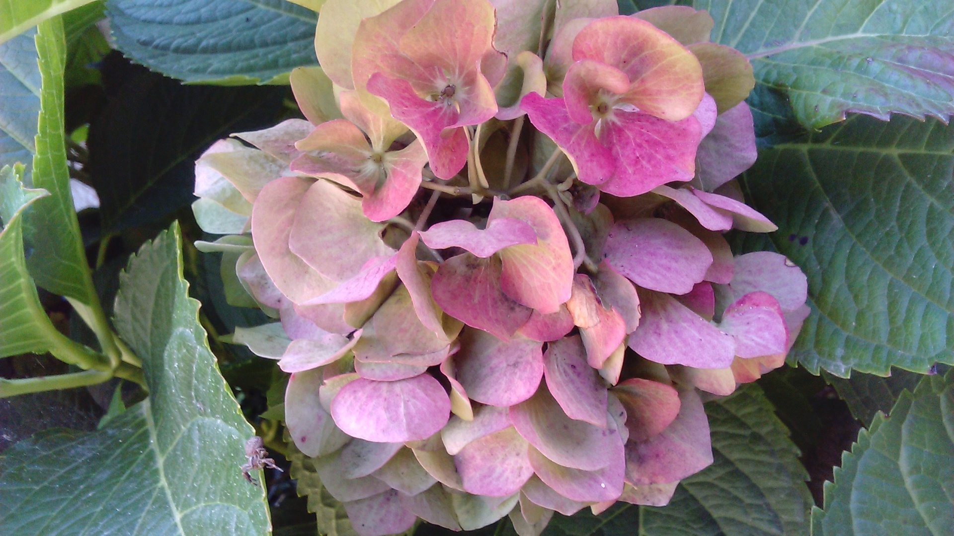 autumn hydrangea flower free photo