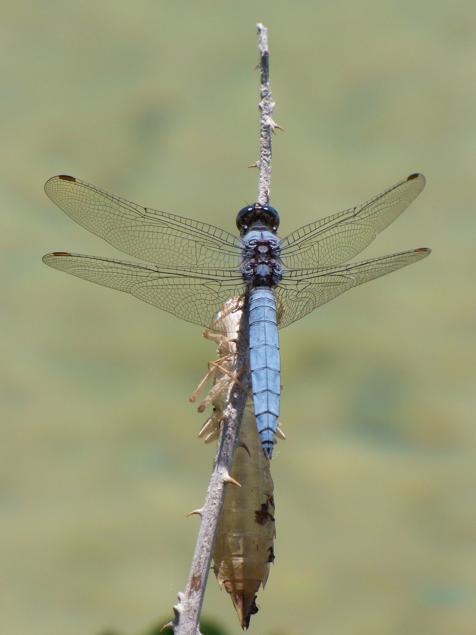 orthetrum coerulescens blue dragonfly muda free photo
