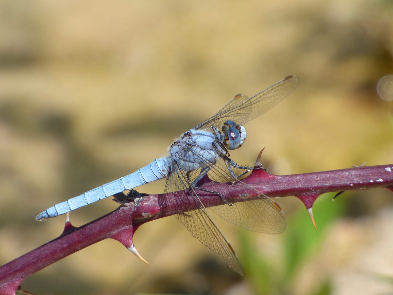 orthetrum coerulescens blue dragonfly thorns free photo
