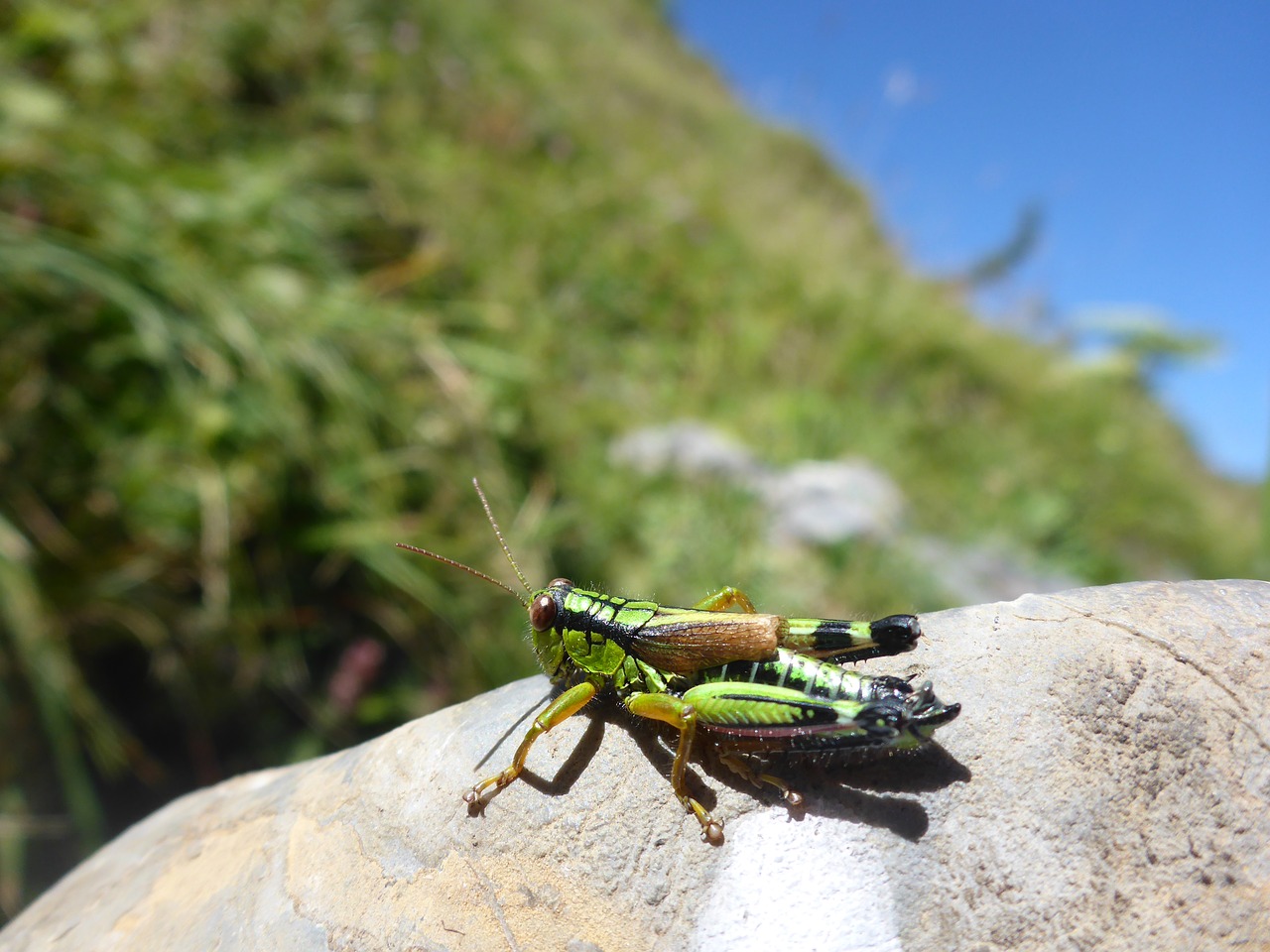 orthoptera grasshoppers insect free photo