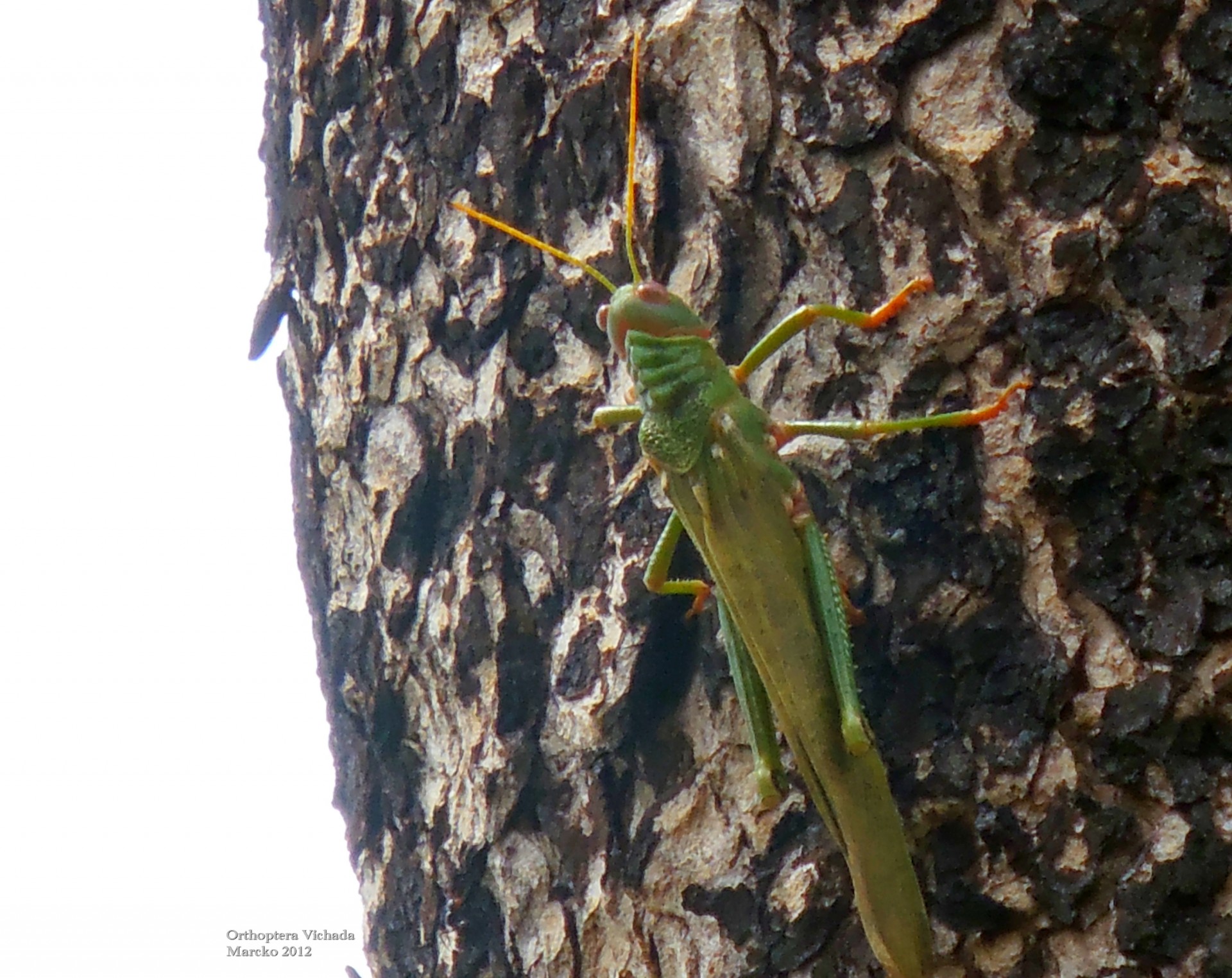 orthoptera cricket vichada free photo