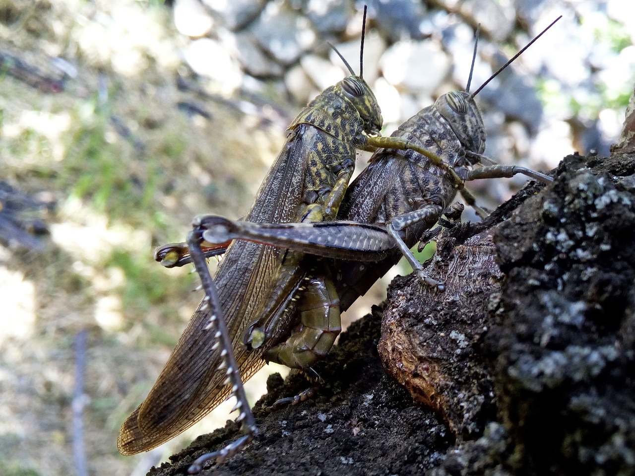 orthopterans  grasshopper  lobsters free photo