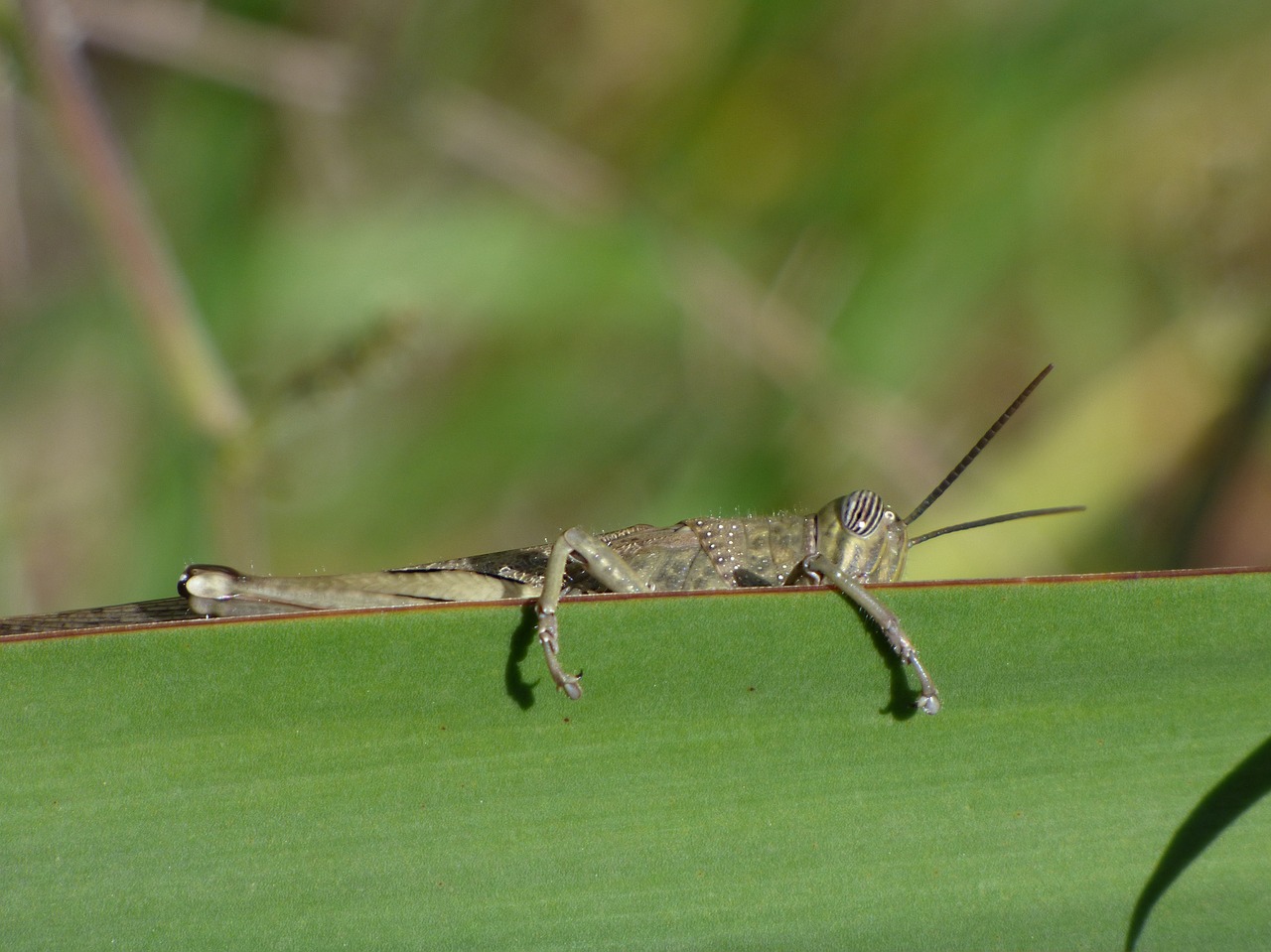 orthopteron grasshopper leaf free photo