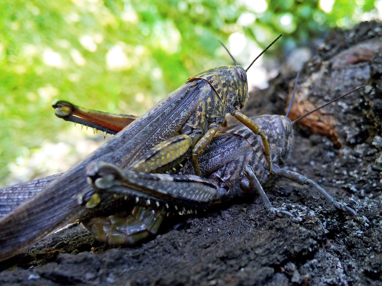 orthopteron  grasshoppers locusts  insect breeding free photo