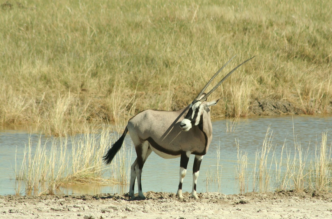 oryx antelope namibia free photo