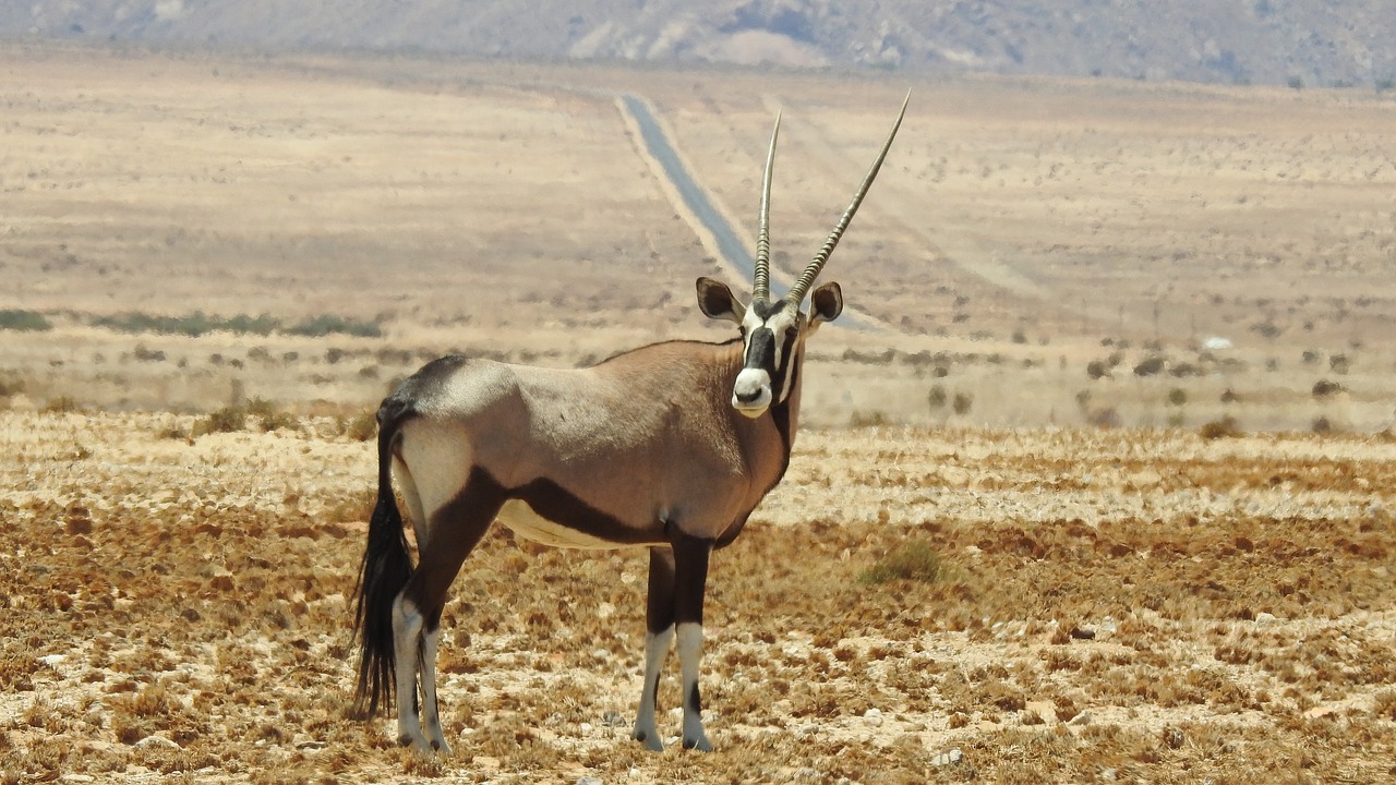 oryx animal wilderness free photo