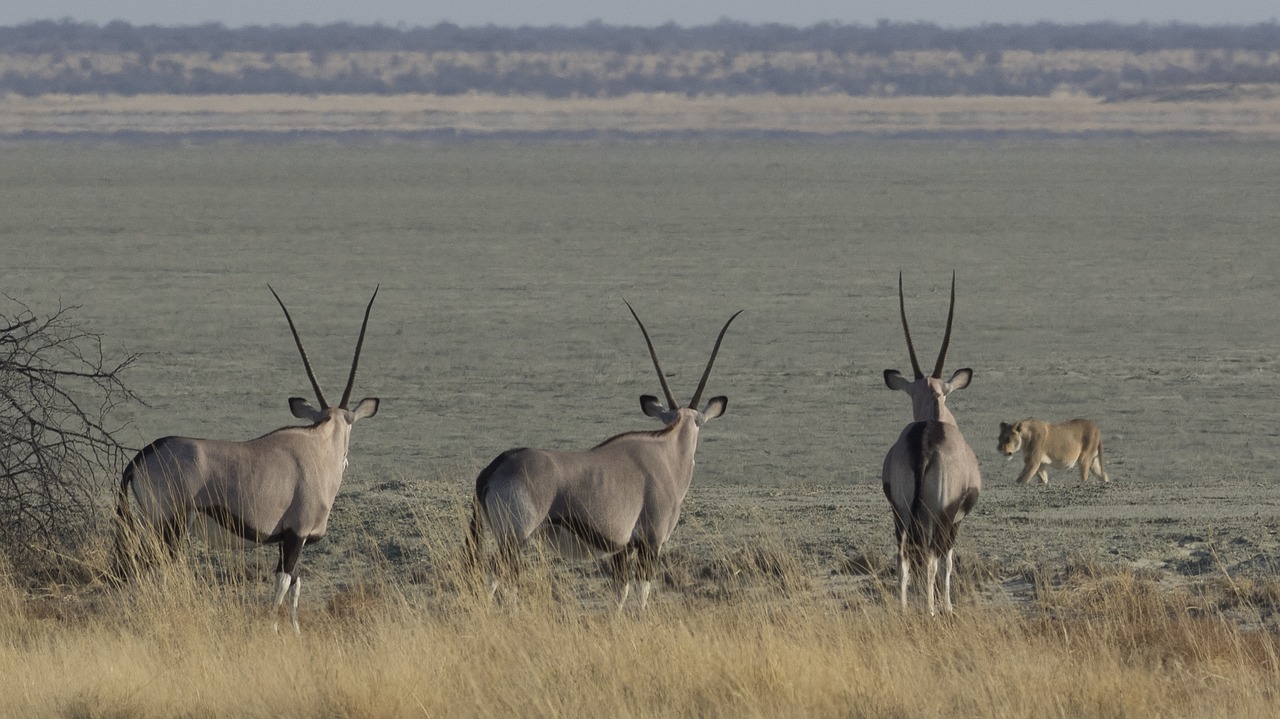 oryx lion namib desert free photo