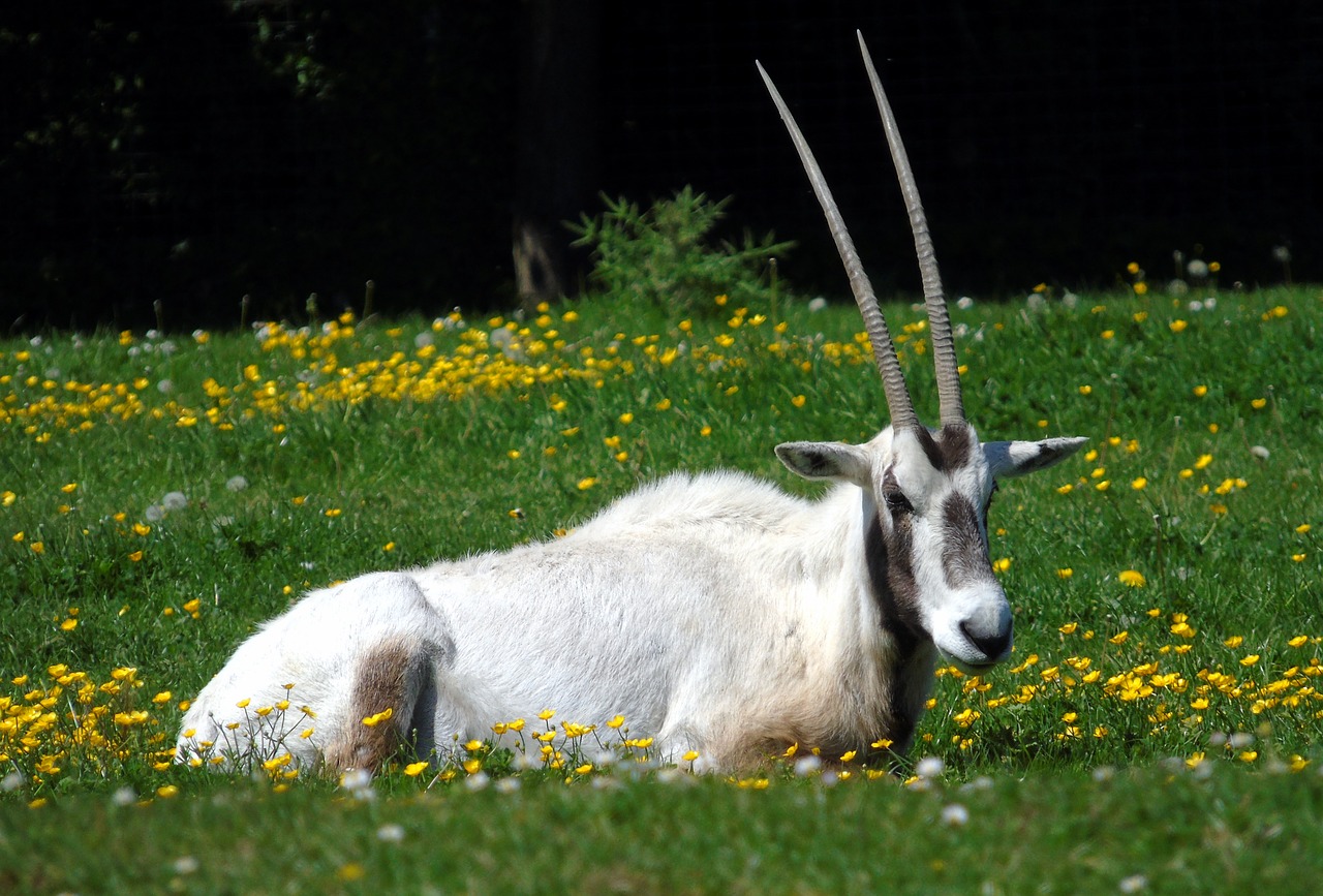 oryx  animal  wildlife free photo