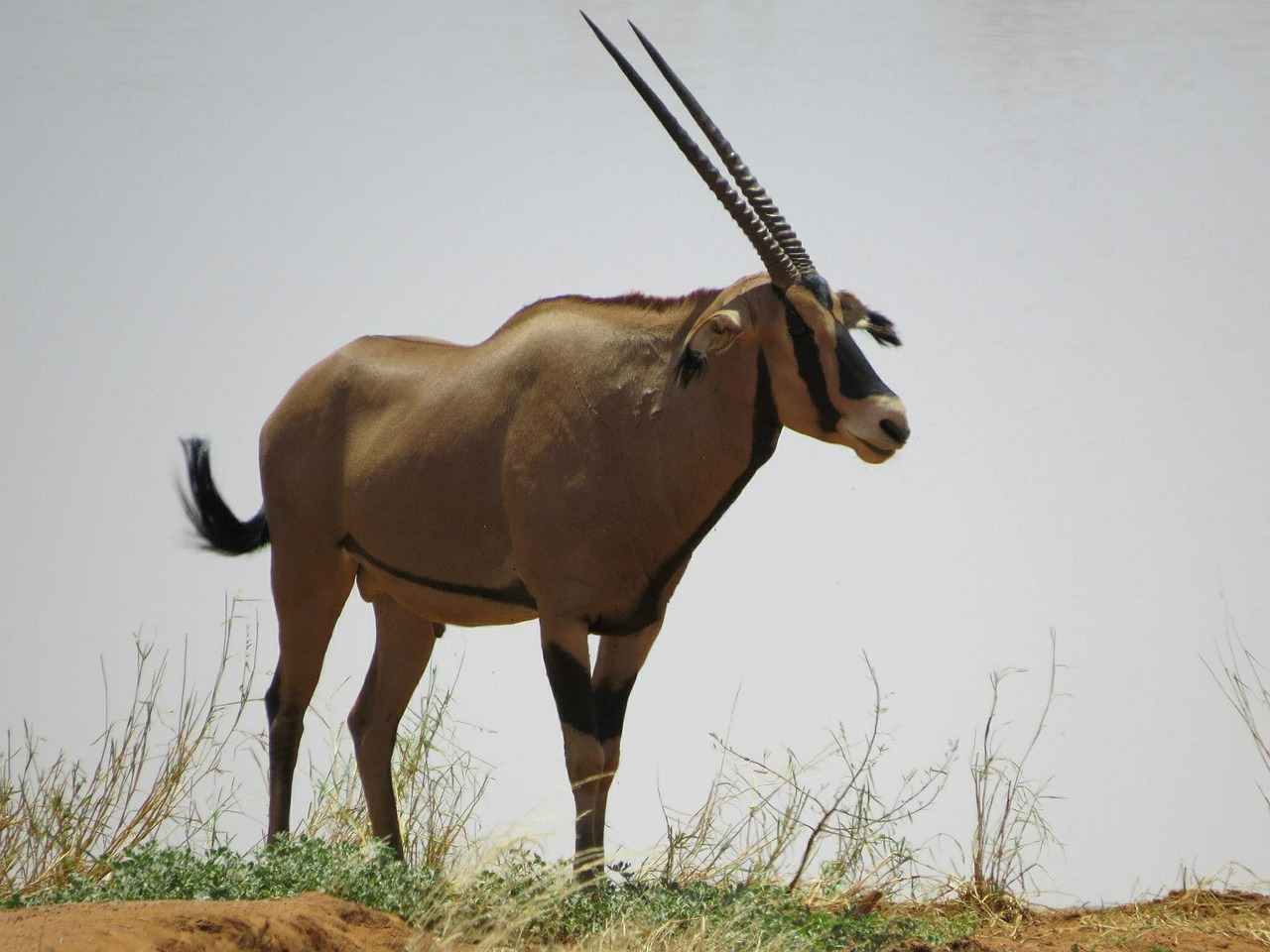 oryx africa animal free photo