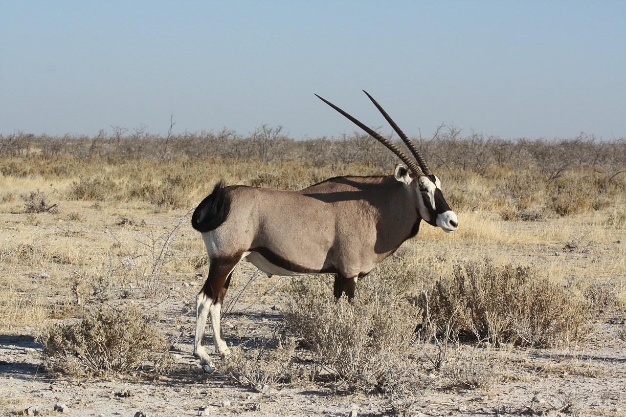 oryx antelope animal free photo