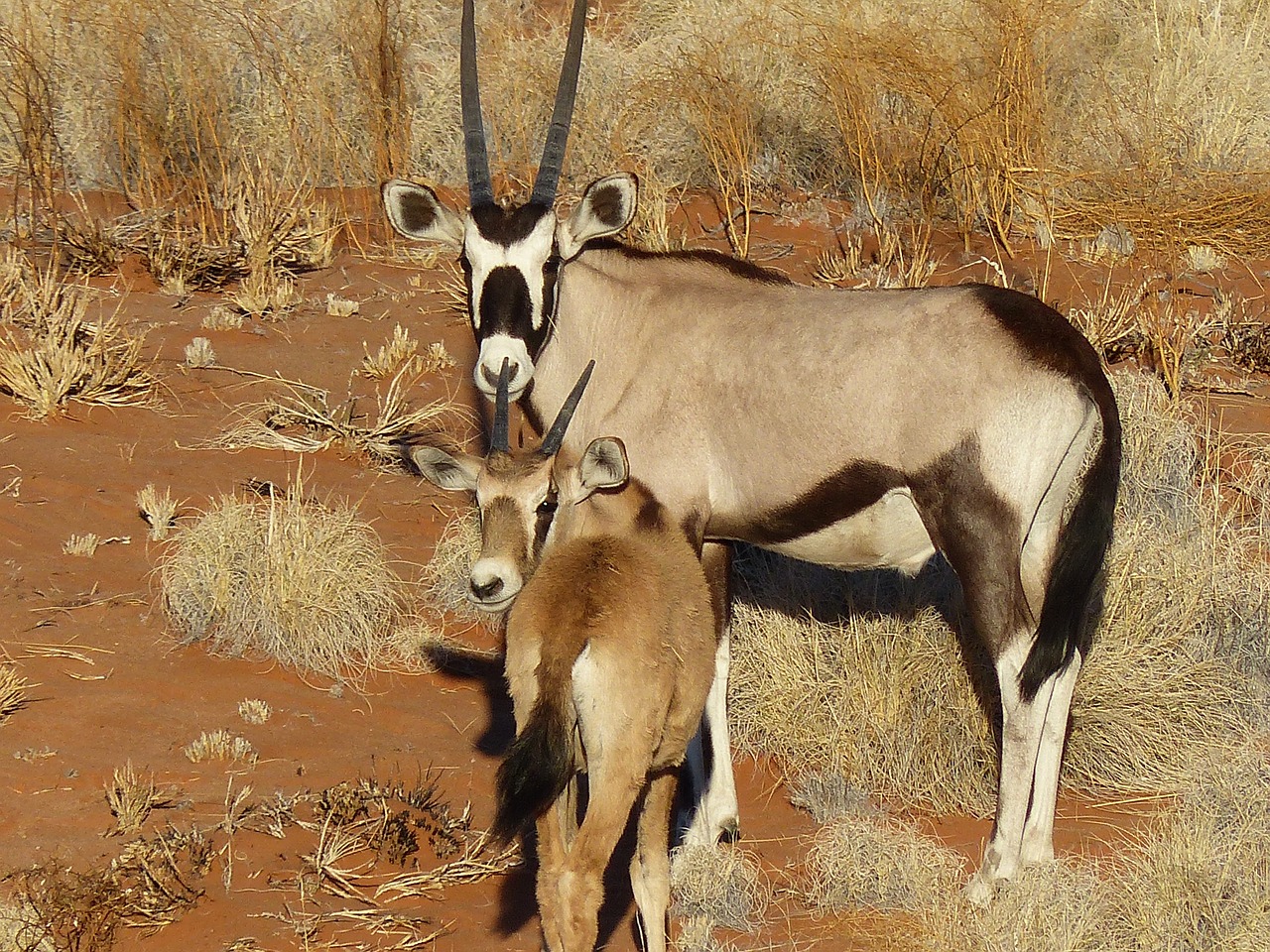 oryx antelope namibia free photo