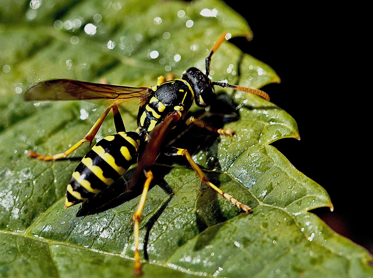 osa insect macro free photo