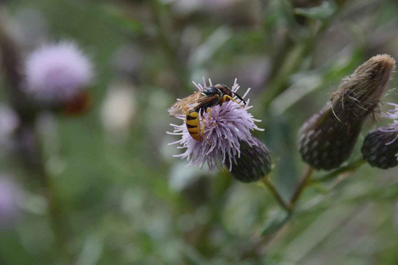 osa insect macro free photo