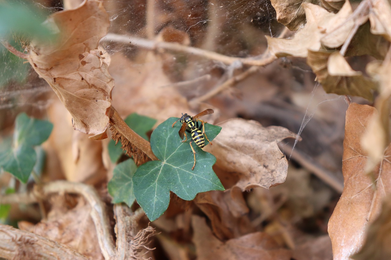 osa  ivy  nature free photo