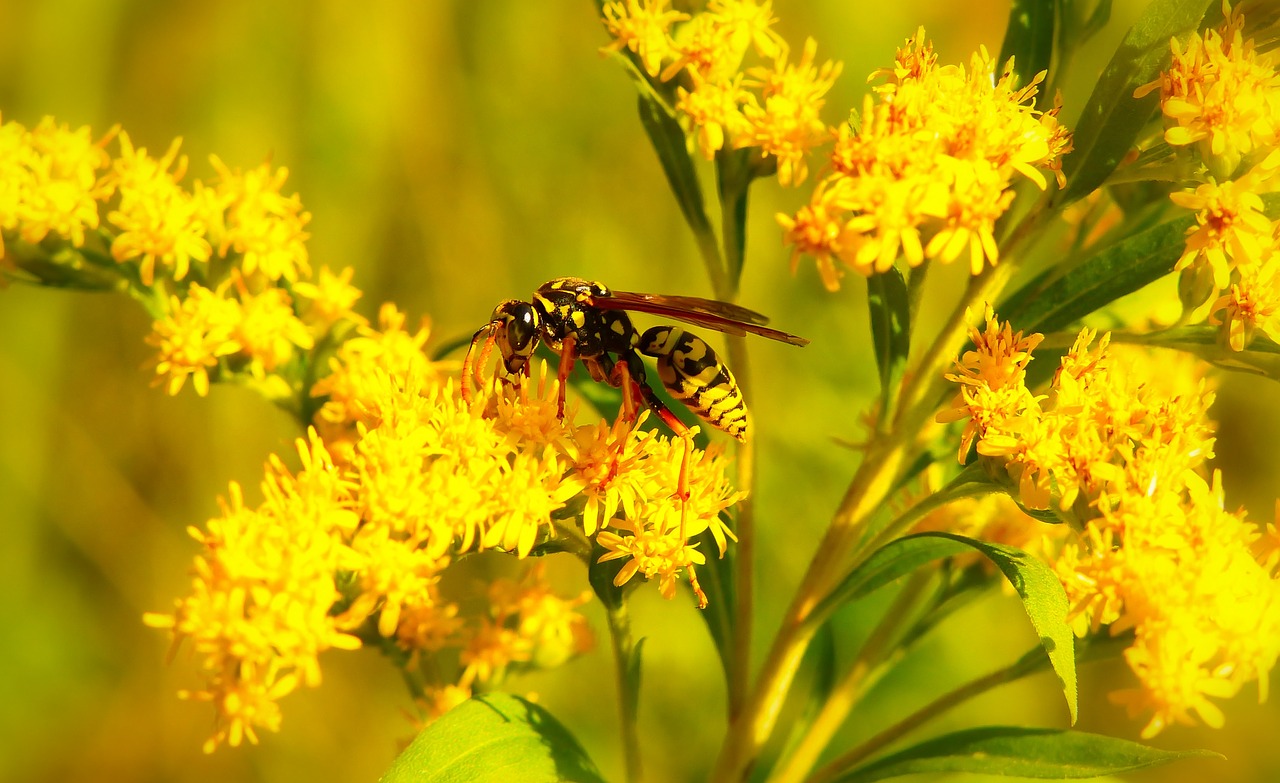 osa roof  insect  osowate free photo