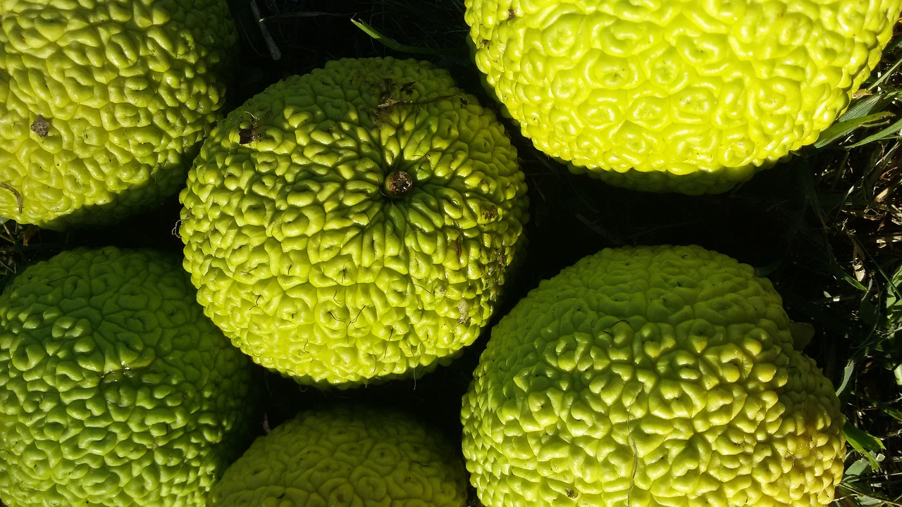 osage orange pomifera original america free photo