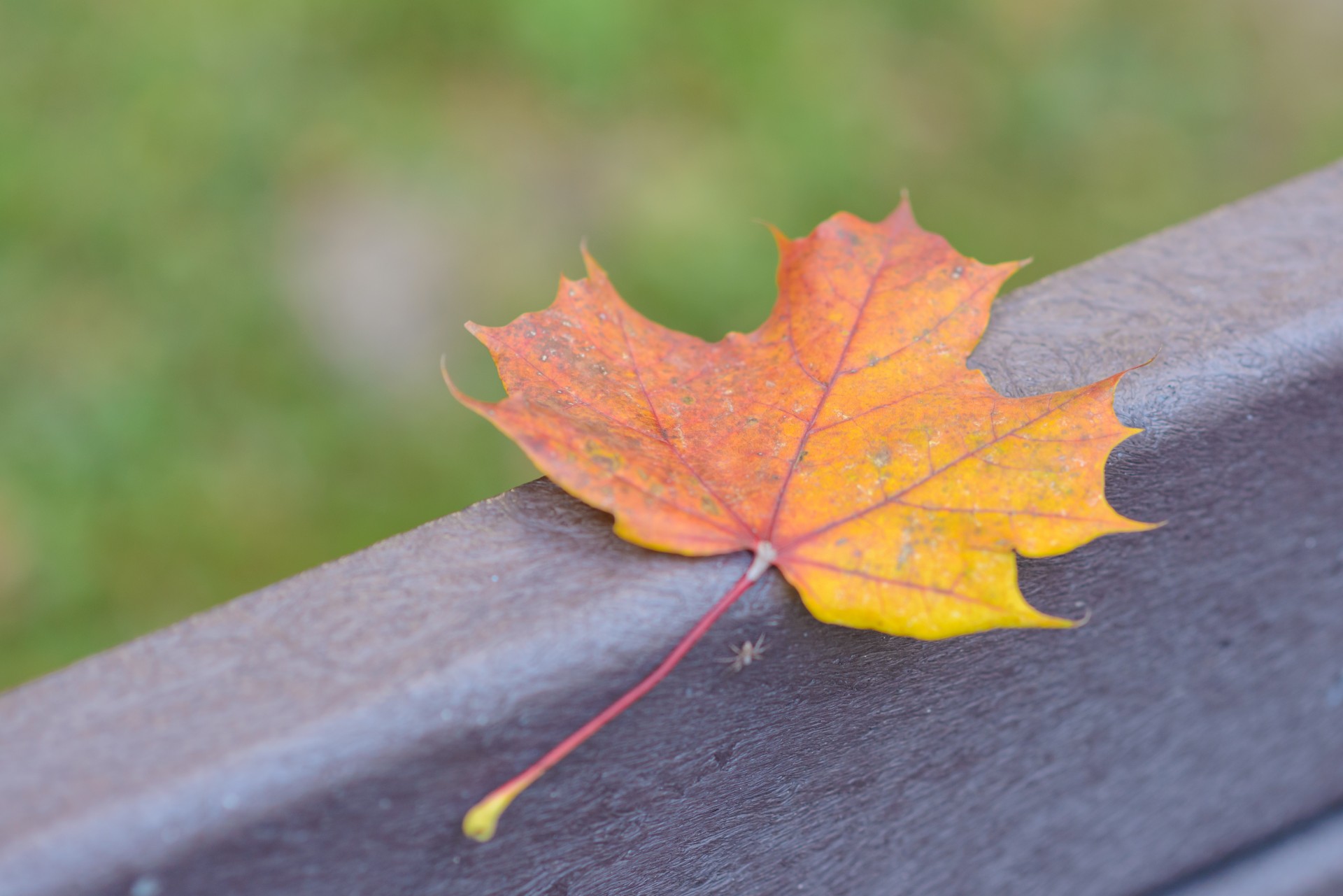 leaf autumn bench free photo