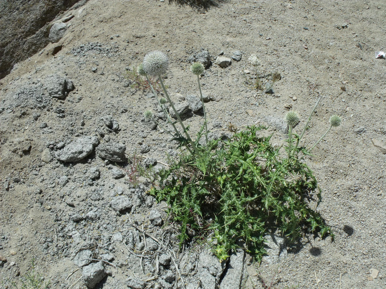 thistle plant mountain free photo