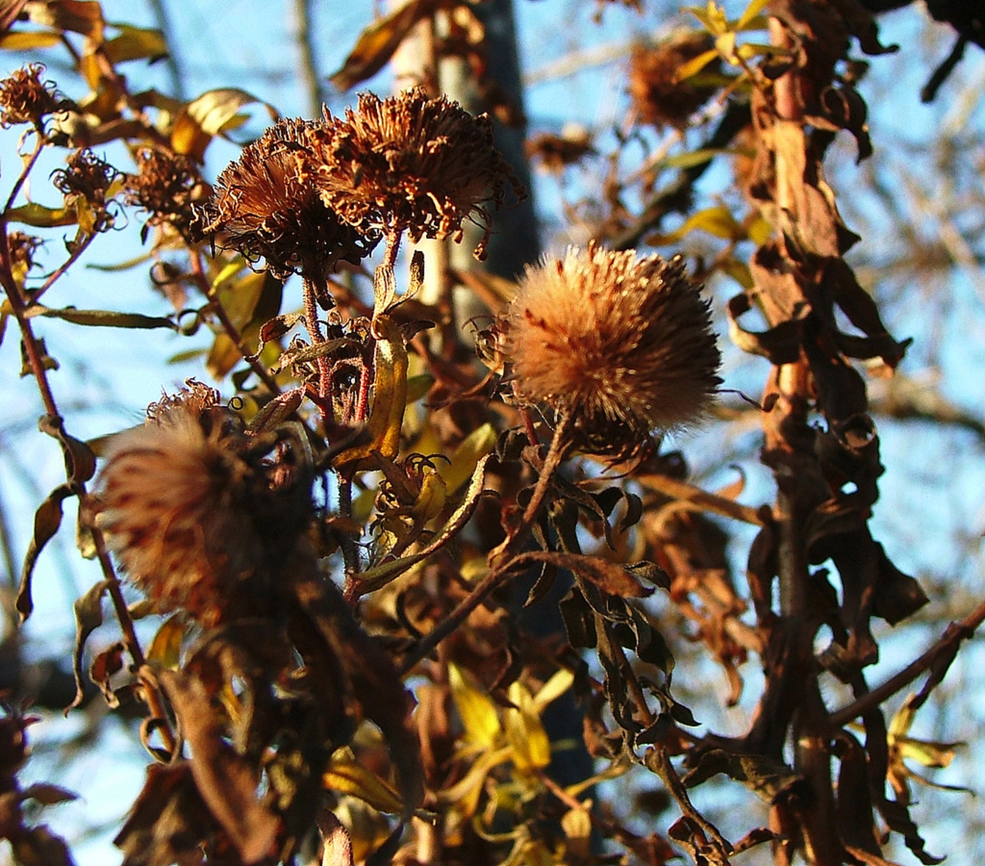 brown thistle plant free photo