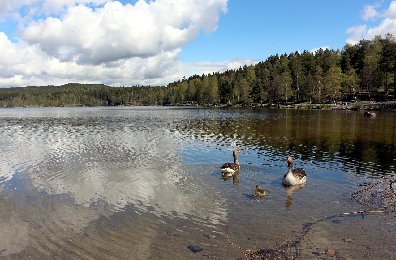 oslo sognsvann nordmarka free photo