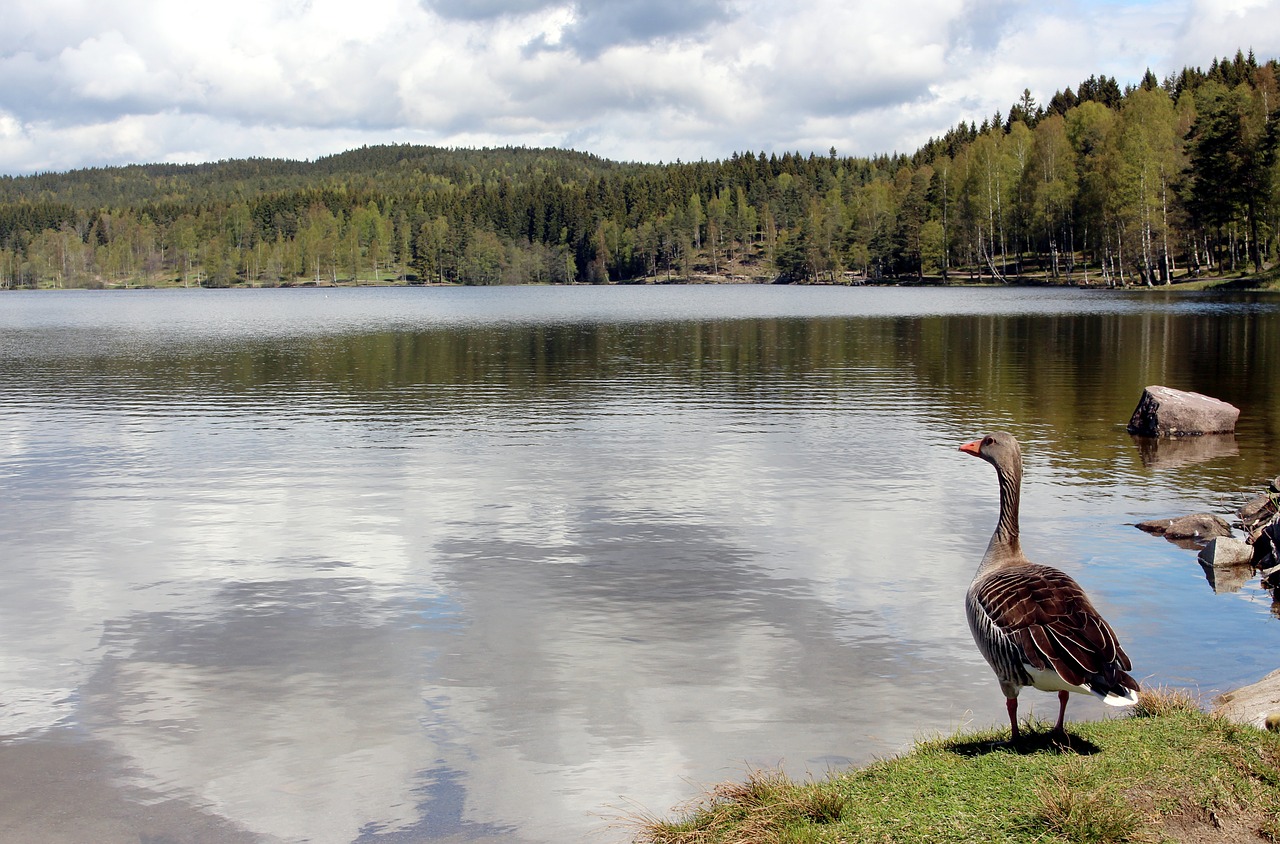 oslo nordmarka sognsvann free photo