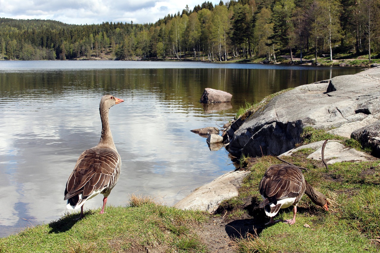 oslo nordmarka sognsvann free photo