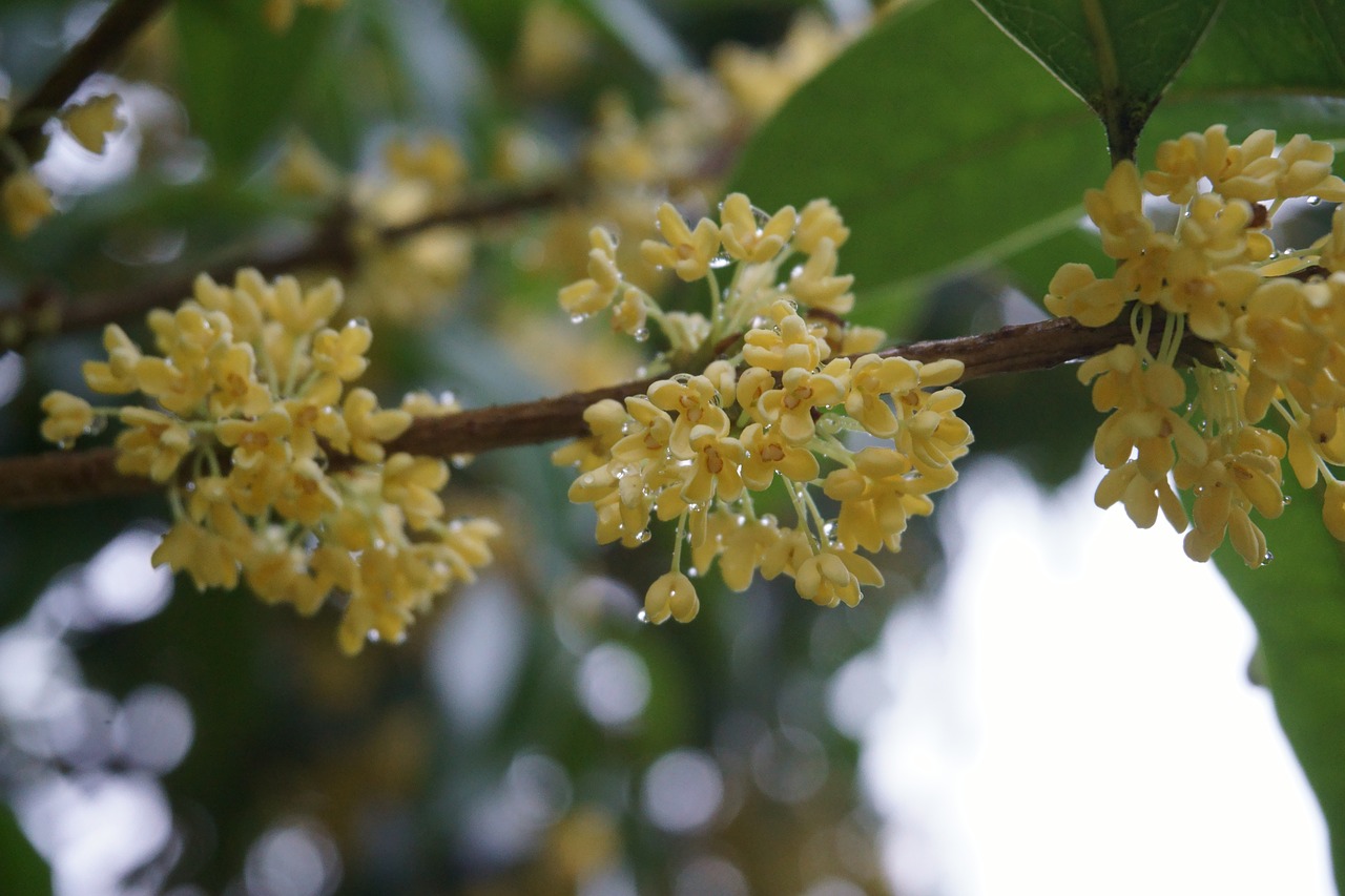 osmanthus raindrops plant free photo