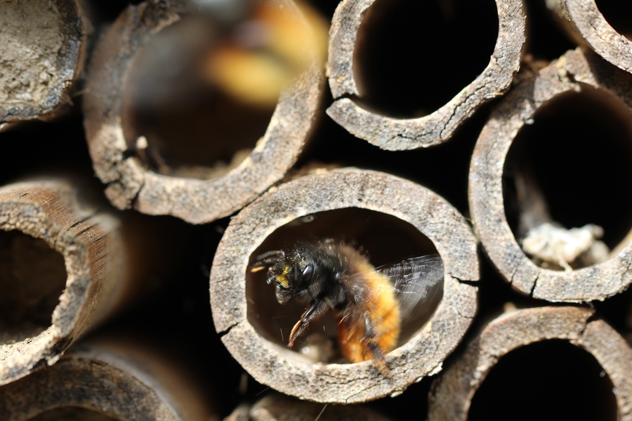 osmie bee hotel for insects free photo