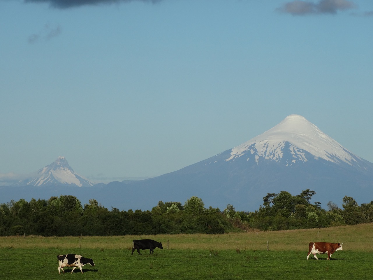 osorno volcano cow field free photo
