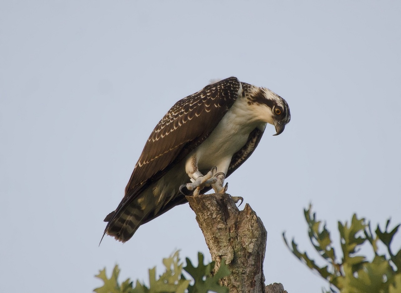 osprey perched raptor free photo