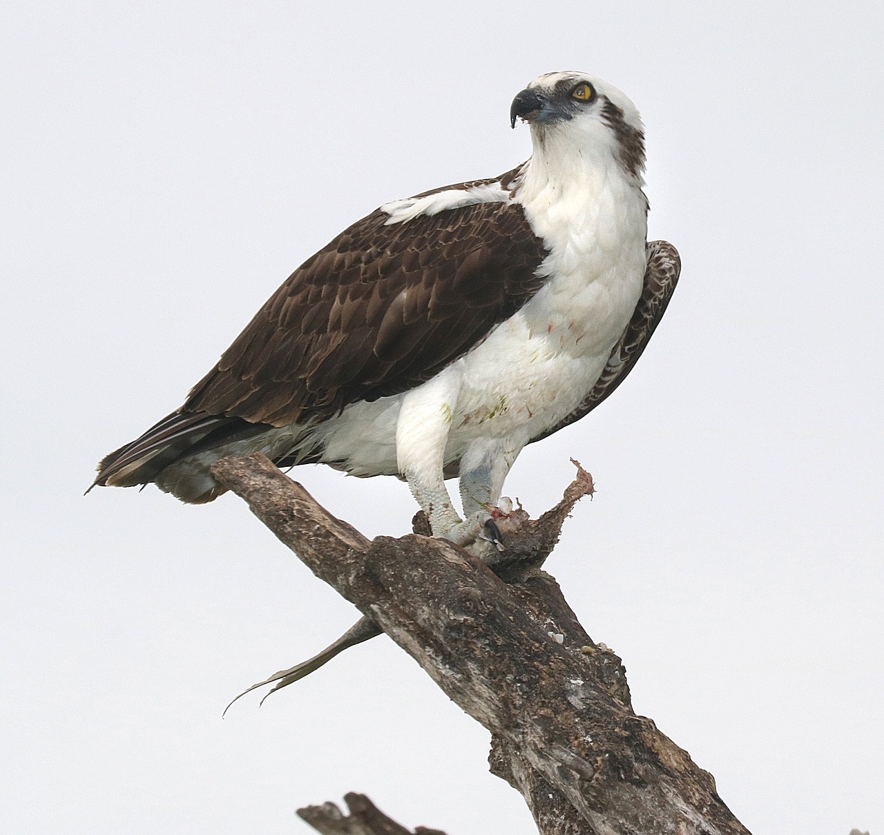 osprey perched raptor free photo