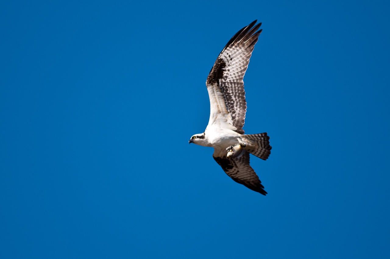 osprey fishing hawk hawk free photo
