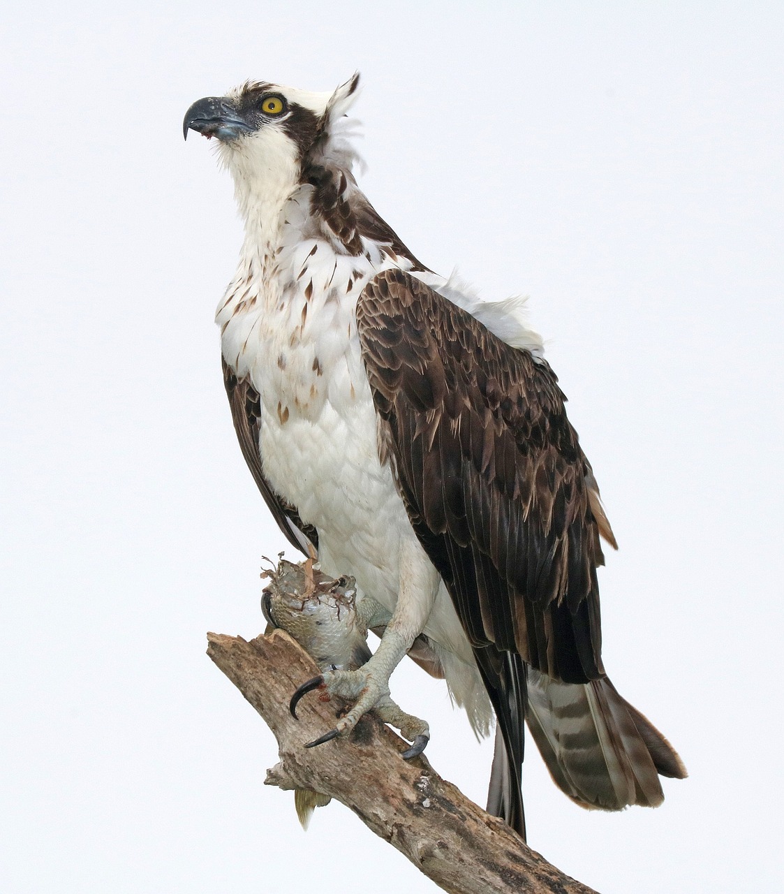 osprey perched raptor free photo