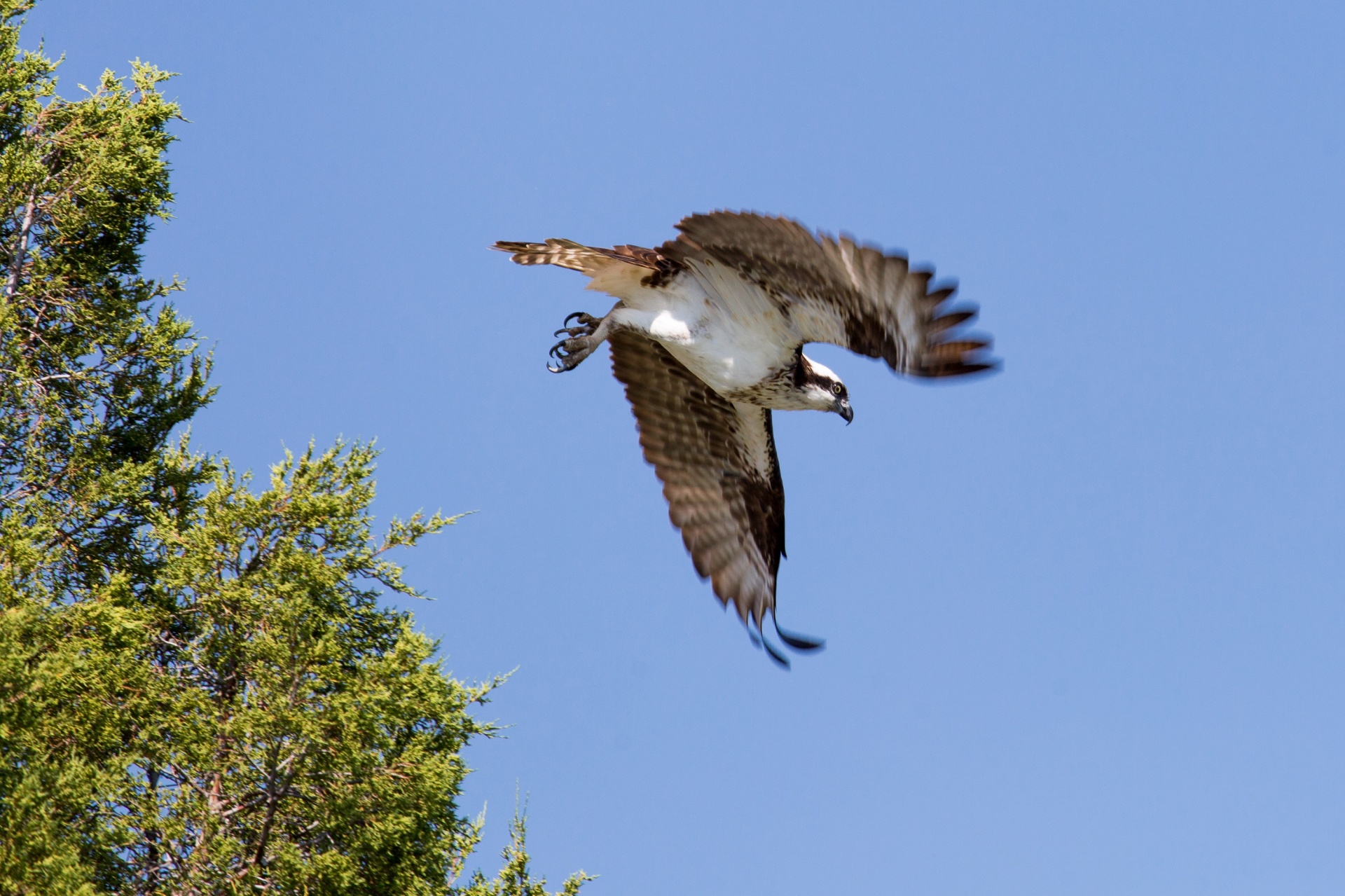 osprey flying soaring free photo