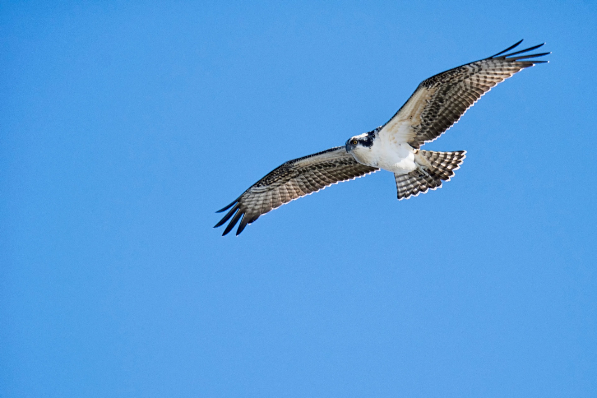 osprey bird flying free photo