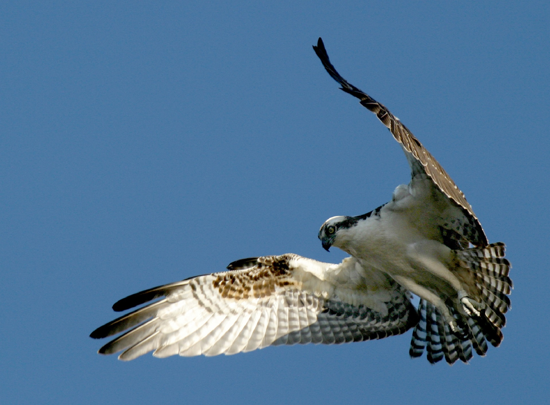 osprey bird flight free photo
