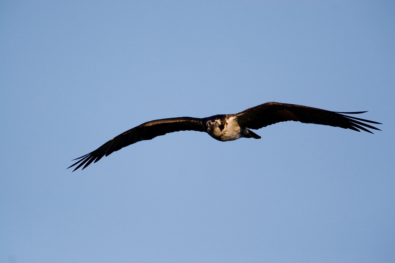 osprey bird flying free photo