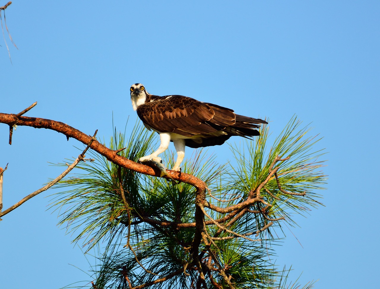 osprey bird wildlife free photo