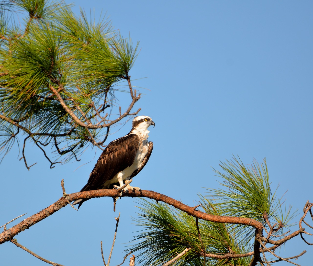 osprey wildlife avian free photo