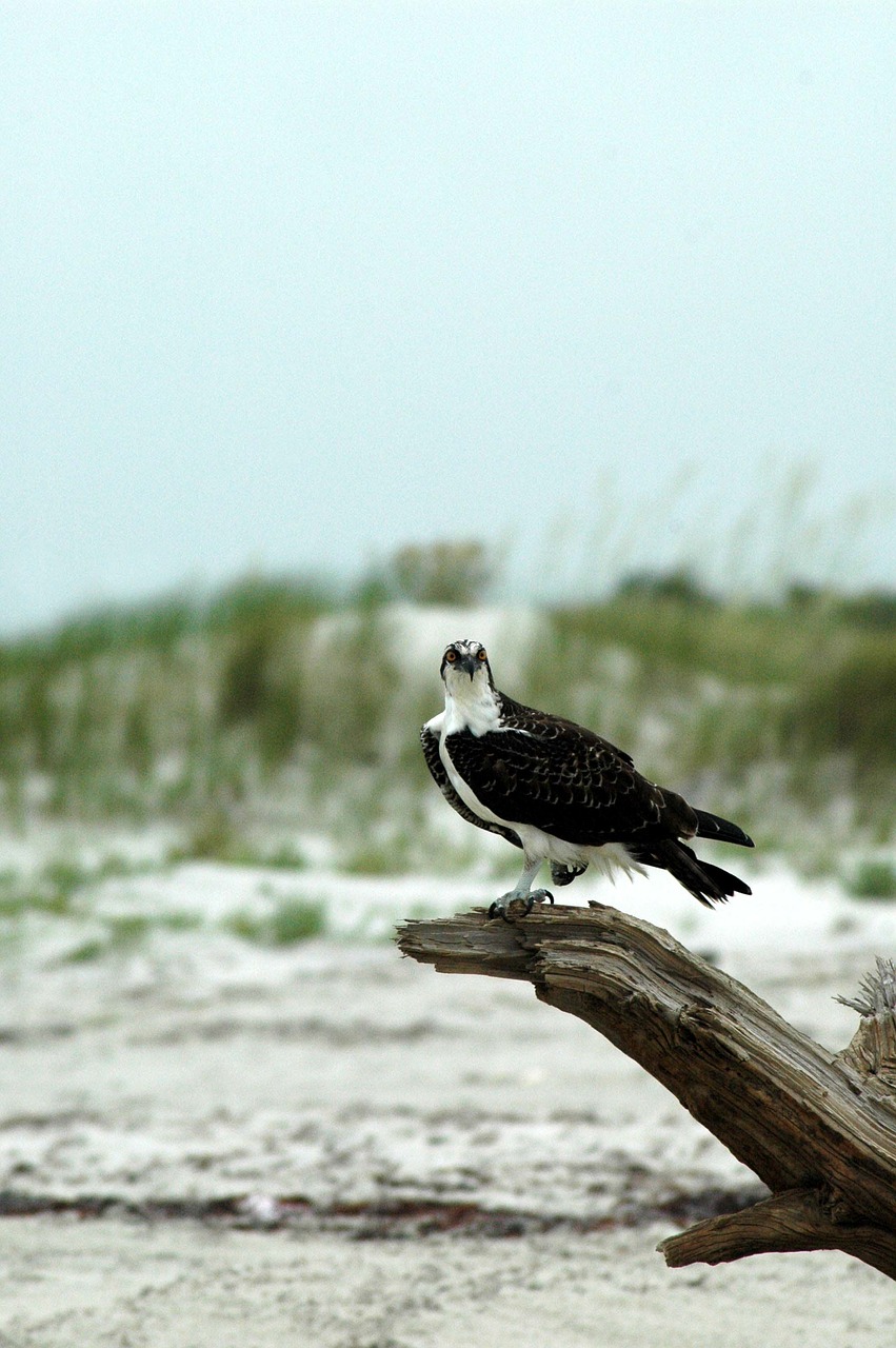 osprey perched raptor free photo