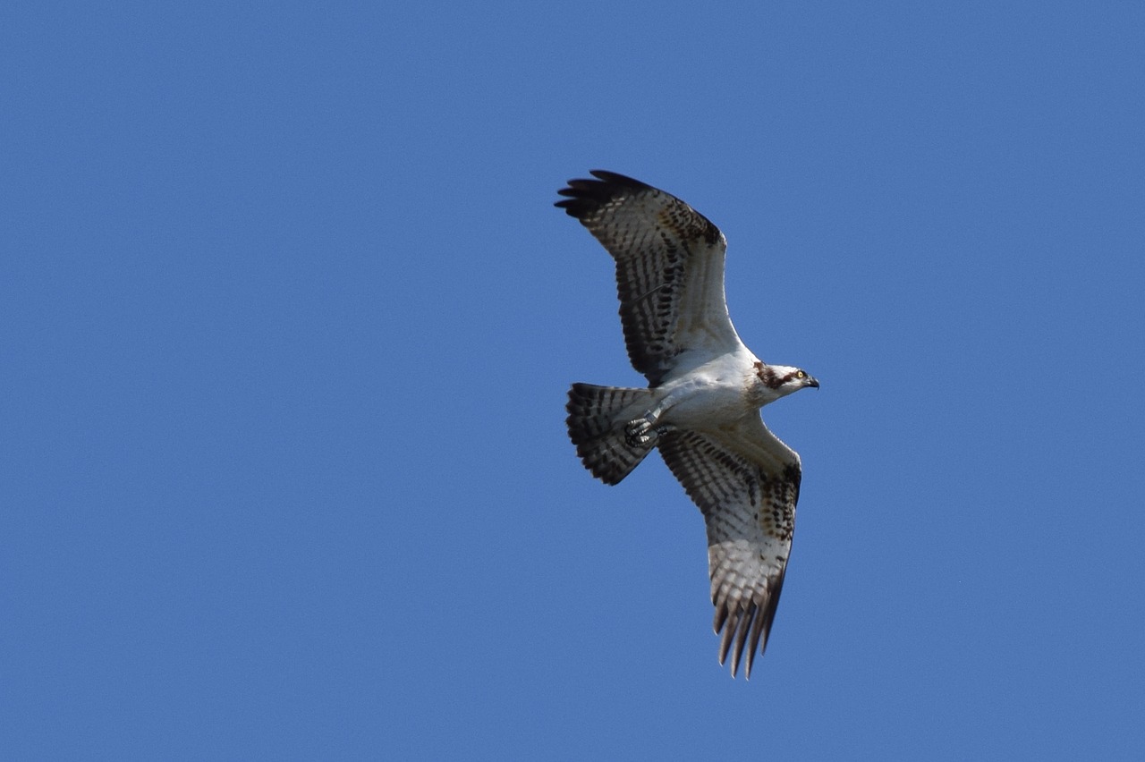 osprey bird biesbosch free photo