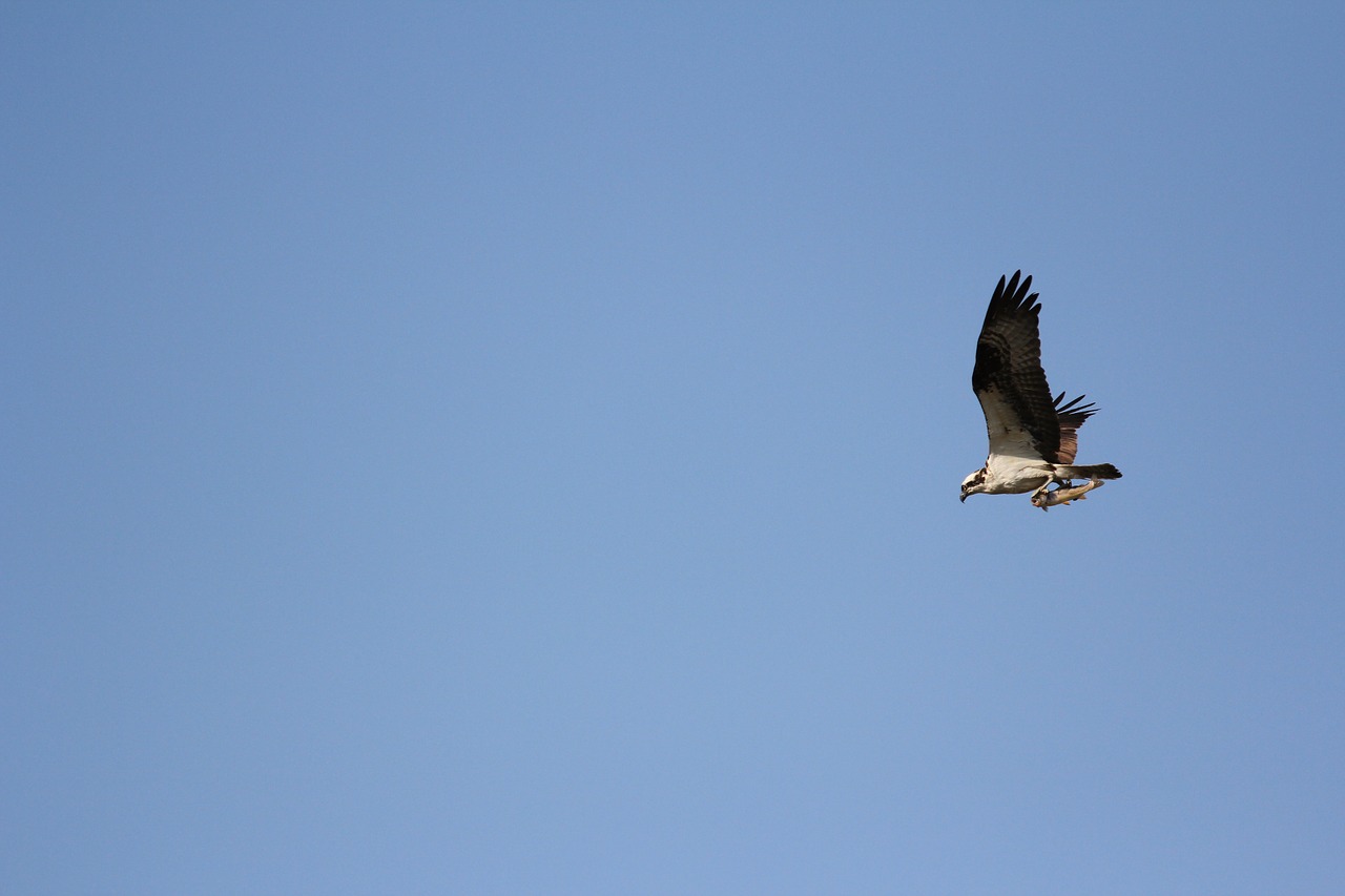 osprey talons hunter free photo