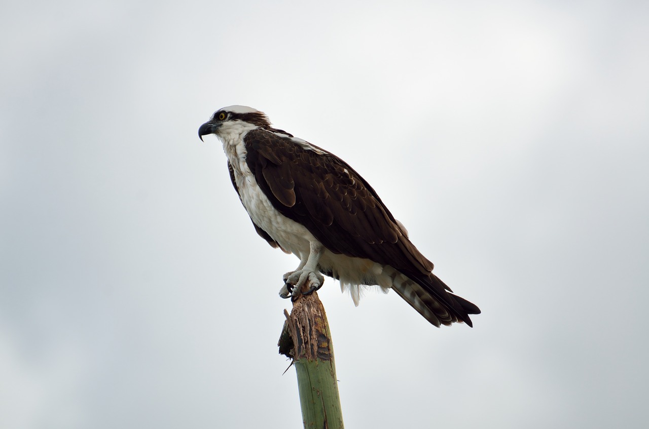 osprey bird wildlife free photo